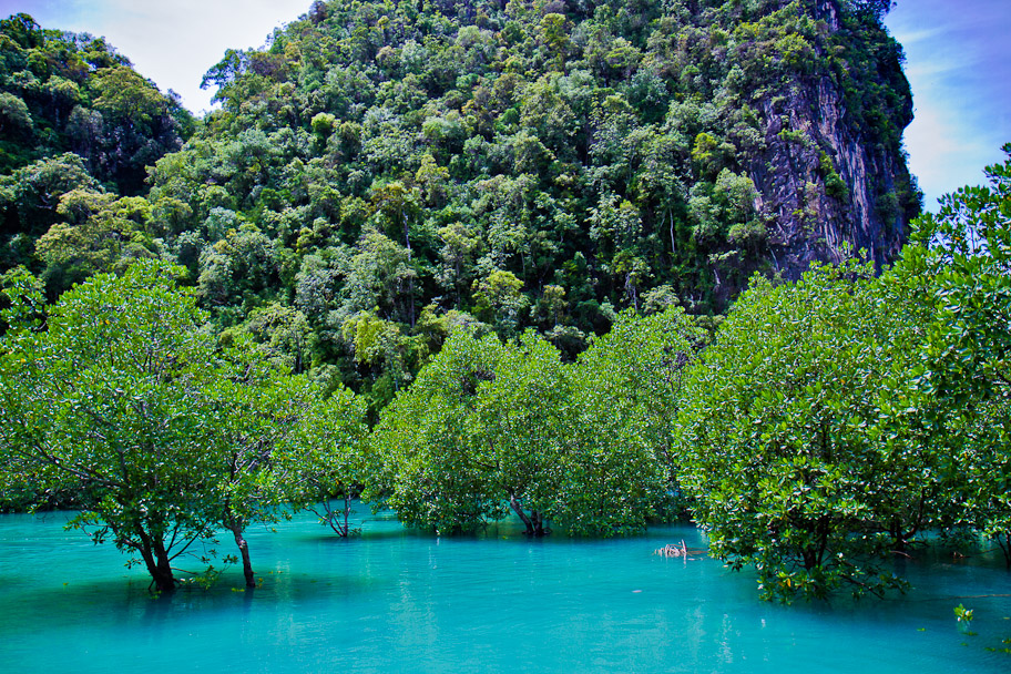 Hong Island - Mangroves