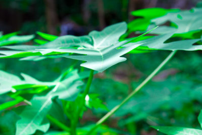 Krabi - Leaves