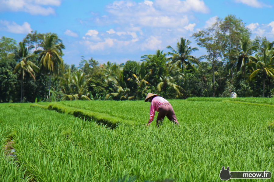 Rice Field - Worker
