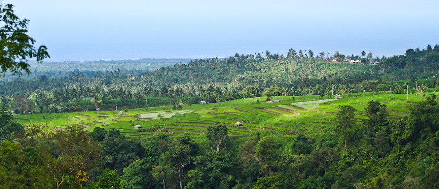Rice Fields Lombok