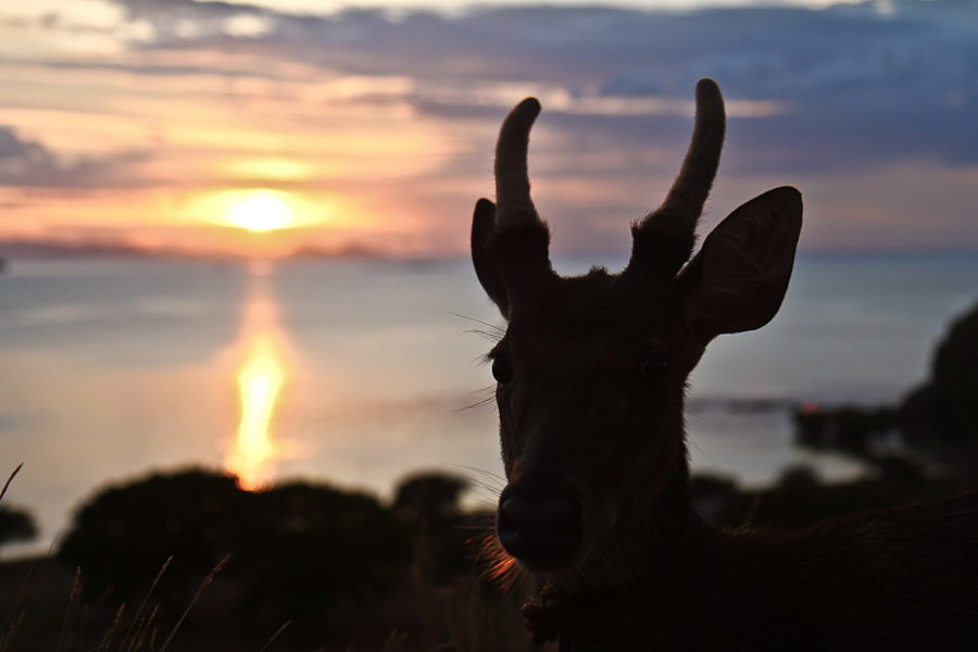 Kanawa Island - Deer