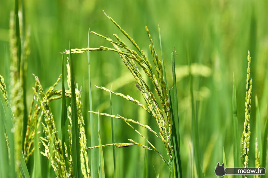 Rice Fields Closeup