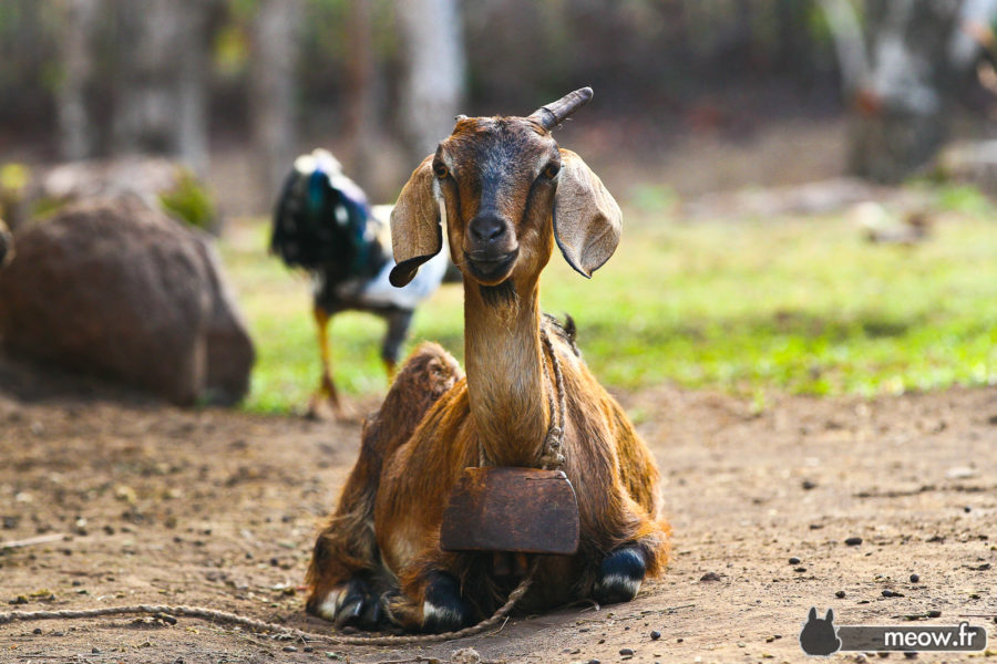 Warrior Goat de Lombok