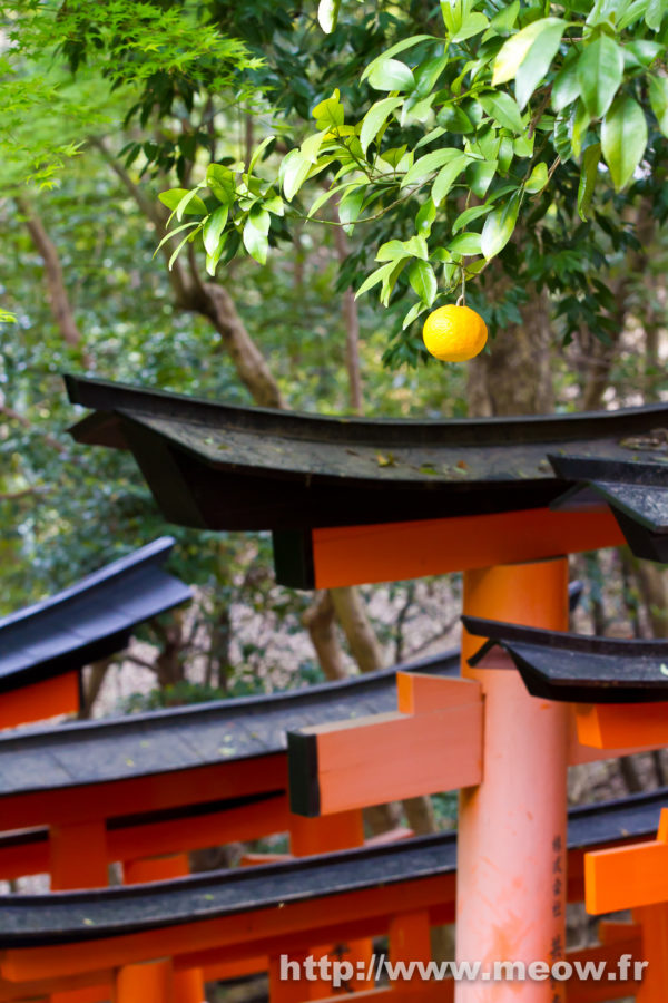 Kyoto - The Lost Citrus