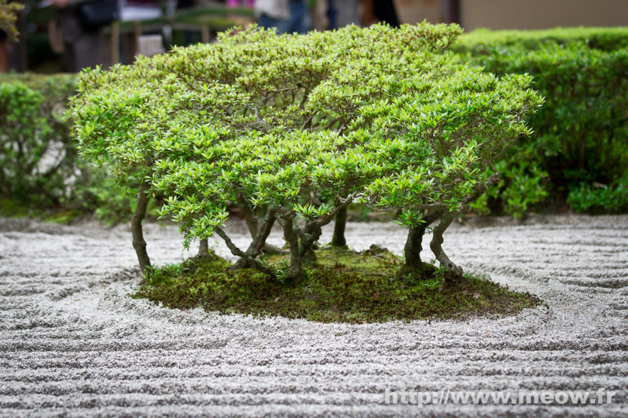 Kyoto - Zen Garden Perfection